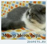 Роскошный экзотический котик