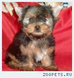 Йоркширский терьер милые щеночки