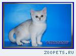 Британские котята из питомника Daryacats