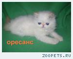 Персидский котик колор-поинт