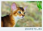 Абиссинские котята – девочки окраса соррель, мальчики дикого окр