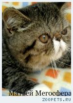 Роскошный экзотический котик