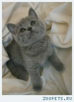 Шотландские КОШЕЧКИ-Девочки