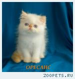 Персидский котик колор-поинт