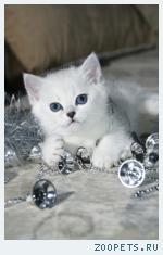 Британские серебристые шиншиллы