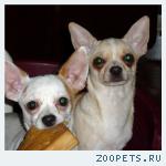 Подрощенные (10 мес) щенки  ЧИХУАХУА