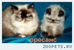 Клубные котята персидские и экзотические