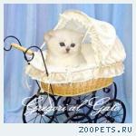 ЭКСКЛЮЗИВНЫЕ БРИТАНСКИЕ СЕРЕБРИСТЫЕ ШИНШИЛЛЫ ШОУ-КЛАССА