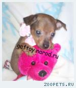 Той терьер щенки