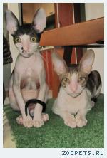 корниш рекс котята