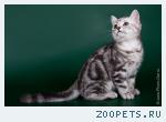 Британские котята