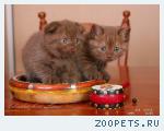 Шотландские вислоухие котята