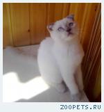 Продаю клубных шотландских котят редкого окраса колор-пойнт