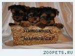 Йоркширский терьер Мини и Стандарт. Щенки Йоркширского терьера