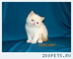 Продажа  экзотических короткошерстных котят (Гималайские)