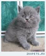Британские  котята