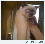 Клубные шотландские котята редкого окраса колор-пойнт