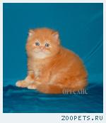 Продаются персидские и экзотические котята питомник ОРЕСАНС.