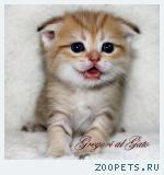 Вислоухие золотые шинлиллы с изумрудными глазами!