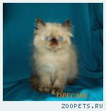 Продаются персидские и экзотические котята питомник ОРЕСАНС.