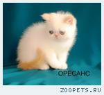 Котята ред-поинты, как " Солнечные зайчики "