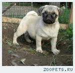 Щенки мопса