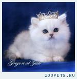Британские длинношерстные Серебристые шиншиллы шоу-класса