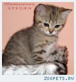 Британские котята  из питомника VIVIAN.