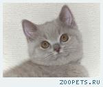 Шотландские  котята