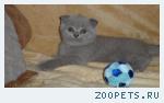  британские, шотландские котята