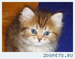 Британские котята для Вас.
