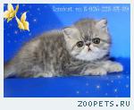 Персидские и экзотические котята.