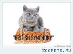 Золотые и классические британские питомника British Symphony.