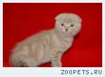 Продаются вислоухие котята