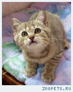 Британские котята  из питомника VIVIAN.