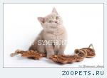 Британские котята для Вас.