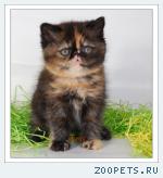 Котята - ЭКЗОТЫ