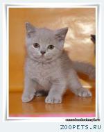 Котята британские плюшевые из Питомника.