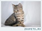 Котята шотландские страйт Браун-табби пятностого окраса.