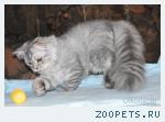 Котята шотландские ХАЙЛЕНД-страйт.