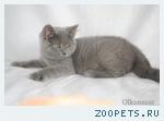 Котята плюшевые британские и страйт ГОЛУБОГО окрасa.