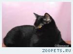 Котята британские ЧЕРНОГО окраса.