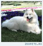 Самоед (Самоедская собака)