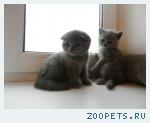 продаю шотландские котята