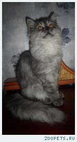 Шотландские котята хайленд страйт