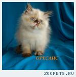 Гималайская кошечка колор-поинт