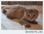 Шотландская вислоухая КОШЕЧКА