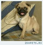 Щенки мопса