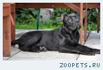 Элитные щенки кане корсо черного окраса