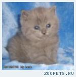 Британские котята